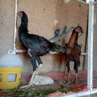 مرغ و خروس لاری و گلین