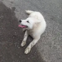 واگذاری رایگان سگ ساموئد|سگ|لنگرود, |دیوار