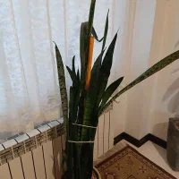 گل ساختمان