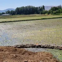 فروش-6500-متر-زمین-کشاورزی