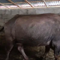 گاومیش دورگ چاق اماده کشتار