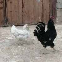 مرغ و خروس گلین