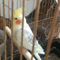 یک جفت نر و ماده از نوع دوکت اصل که جوجه داده تضمی