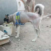 هاسکی نر|سگ|چهاردانگه (تهران), |دیوار