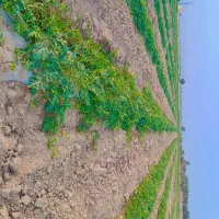 فروش ۲هکتار زمین کشاورزی موتور برقی