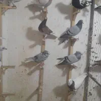 ماده دم سفید پلاکی|پرنده|برازجان, |دیوار