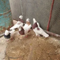 کبوتر|پرنده|معمولان, |دیوار