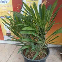 نخل ماداگاسکار دوقلو دوسر