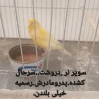 قناری .کشیده .همه باهم.مقطوع|پرنده|فیروزکوه, |دیوار