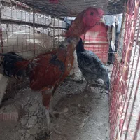 خروس فروشی|حیوانات مزرعه|ایرانشهر, |دیوار