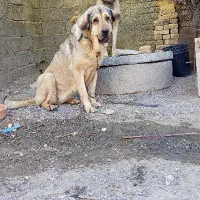 ماده پژدر شکم طلا