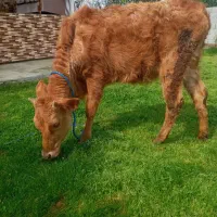 لیشه دورگ ۷ماه