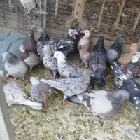 همدانی سرور|پرنده|اصفهان, ارغوانیه|دیوار