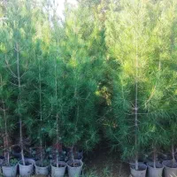 درخت بندار بن بالا شهر داری ماده ۷|خدمات باغبانی و درختکاری|ری, اقدسیه|دیوار