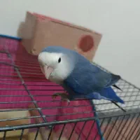 طوطی برزیلی|پرنده|کرج, کمال‌شهر|دیوار