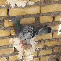 پلاکی