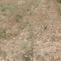 زمین مسکونی فوری