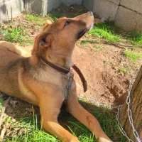 توله سگ گرگی واگذاری