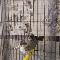 قناری گلستر نر|پرنده|بهار, |دیوار