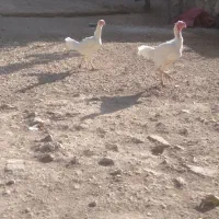 لاری