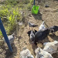 بوقلمون ماده|حیوانات مزرعه|تهران, نازی‌آباد|دیوار