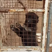 واگذاری سگ نر|سگ|قم, باغ کرباسی|دیوار