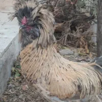 خروس کاکولی|حیوانات مزرعه|تربت‌حیدریه, آغوی|دیوار