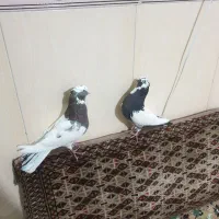 کبوتر ابلغ زور دار