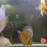 ماهی دیسکس زیبا|ماهی|تهران, کیانشهر|دیوار