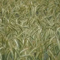 بذر تریتیکاله اصل آمریکا کالیفرنیا73وانواع بذر جو|خدمات باغبانی و درختکاری|مشهد, چاهشک|دیوار