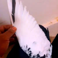 سینه سیاه کاکلی ماده درشت قواره دار|پرنده|مشهد, انقلاب|دیوار