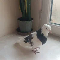 فروش کبوتر