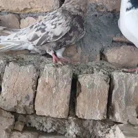 دمبی