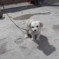 سگ‌ نژاد‌ شیتزو‌