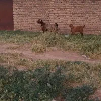 بز جوان زاییده
