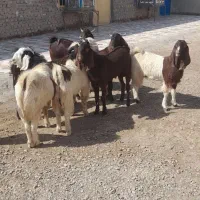 بزغاله نر فروشی|حیوانات مزرعه|هیرمند, |دیوار