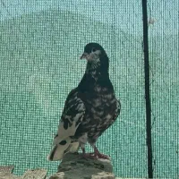 شهری گلدار|پرنده|شیراز, سعدیه جنوبی|دیوار