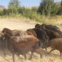 گوسفند قزل افشاری شیشک آبستن سنگین