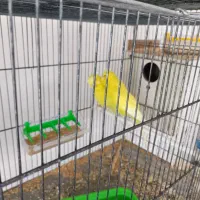 مرغ عشق انگلیسی