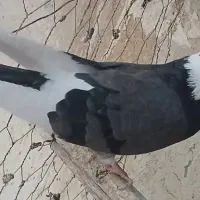 کبوتر پرشی شکار