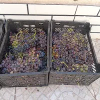 انگور قیمت مناسب