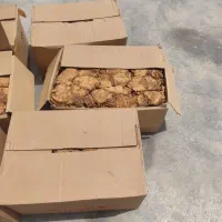 برگ زرد و قرمز|عمده‌فروشی|کاکی, |دیوار