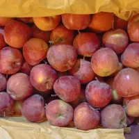 فروش سیب درجه 2|حراج|مراغه, |دیوار