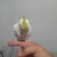 عروس هلندی ماده|پرنده|شهرکرد, |دیوار