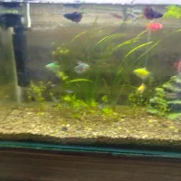 اکواریوم|ماهی|مشگین شهر, |دیوار