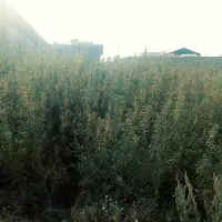 نهال بادام تونو و. مامایی