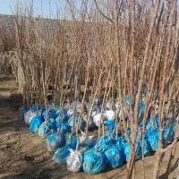 نهال|گل و گیاه طبیعی|مشهد, مهدی آباد|دیوار