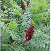 ریشه نمام نهال درخت کاک محمد کوچری