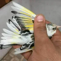 سهره قناری دون میکس بالانس دانه مخلوط هفت تخم