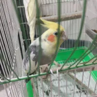 عروس هلندی|پرنده|الوند, |دیوار